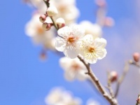 知ってる？　庭に「梅」を植えている家庭が多い理由