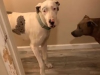 飼い主の留守中、犬が浴室内で起こした惨劇をご覧ください