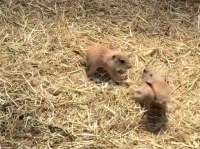 原形を捉えきれない速さ（須坂市動物園の投稿動画より）