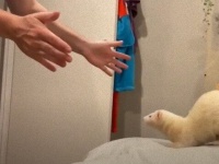 元保護フェレット、すっかり懐いて飼い主さんと抱っこ遊びを楽しむ