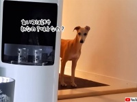 心を許すまで1時間半。シャイな犬が飼い主の息子と打ち解けるまでの様子