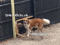 隣に住む犬が好きすぎて、塀をぶっ壊してしまった犬。2匹の深い絆に飼い主が動く