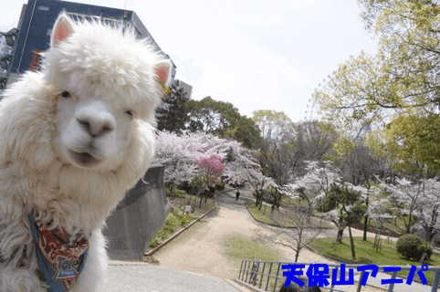 超絶怒涛の癒やし空間♡　大阪で空前絶後の動物とのふれあいができる場所3選#4