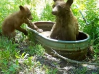 「あら、ちょうどいいからお風呂借りましょ！」森を散歩していたクマーの母子、水風呂を満喫して帰る