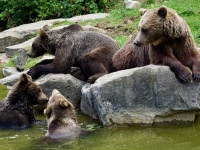 親子でしか行動しないヒグマの母親同士が友情関係を結んだ奇跡的光景が目撃される