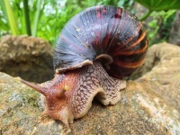 あの巨大カタツムリ、アフリカマイマイが再びフロリダで猛威を振るう