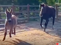 ガリガリで瀕死の状態にあった馬、保護区で生きる力を取り戻しロバと親友に