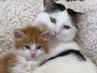 里子の子猫と初めての対面「ボクのママになってくれる？」あまりの可愛さにうっかりOKする叔父ちゃん猫