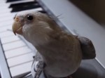 『となりのトトロ』を歌うインコ（動画）