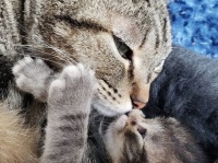 野良暮らしから救われた母猫、唯一生き残った我が子に全愛情を注ぎ続ける（アメリカ）