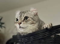 猫はなぜ、何もないところをじっと見つめているのか？その謎を科学で解明