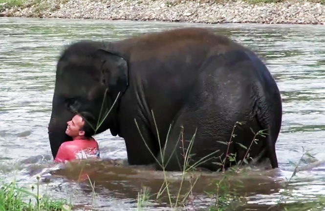 elephant-river-rescue3