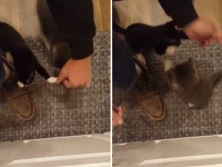 手伝ってくれている？のか？靴ひもを結ぶと必ずアシストしてくる子猫2匹