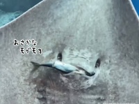 エイが魚を食べる姿がウルトラマンに出てくる怪獣みたいでなんかかわいい