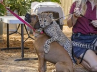赤ちゃんの頃から一緒に育ち、生涯のパートナーとなったチーターと犬。彼らの間に別れと新たな出会いが訪れていた