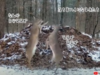 落ち葉にたまった笑気ガスを吸ってハイになる鹿たち