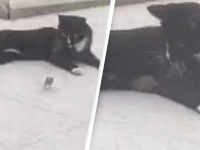 この作戦があったか！猫に追われていたネズミ、逆に猫の懐に入り込む（中国）
