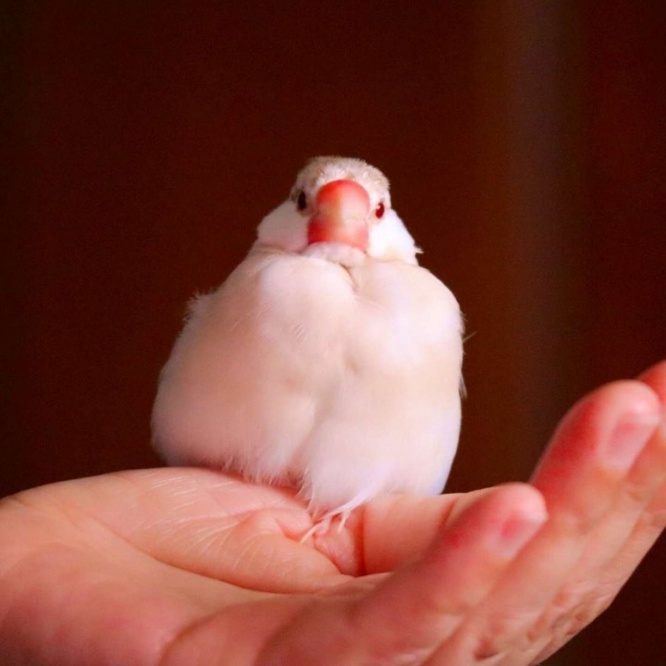 癒し担当のクッキー（画像提供：ぼぉんぶんち(＠BuncheeAZ)さん）