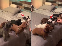 食いしん坊ワン歳！順番でおやつをもらう犬たちの中で堂々と横入りしまくる犬