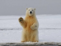 ホッキョクグマの適応進化か？これまで生存が困難とされていた場所で狩りをするグループを発見