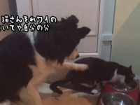 猫さんうちの分・・・控え目に猫に訴えるボーダーコリーの温情催促