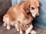 やっぱり家族仲良し！お父さんとじゃれ合う子供達の動物映像集が癒される