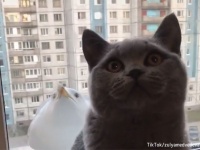 猫が右むきゃカモメも右に。猫とカモメのシンクロ率がすごい！