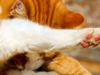 ねこねこ雑学。猫のメスは右利き、オスは左利きが多い（アイルランド研究）