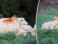 これはらくちん。羊の上に乗ってくつろぐことを覚えてしまった、チャッカリ牧羊犬（イタリア）