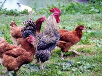 日本では弥生時代からニワトリを飼育していたことが判明。最古のニワトリのヒナを発見