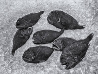 ベンタブラック並みの光吸収率。漆黒の闇に溶けて生きる超黒の深海魚たち