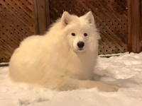 冬仕様のサモエド犬「家の中は暑すぎる！外にいたい！」と駄々をこねて飼い主さんを困らせる