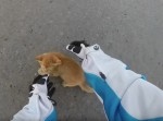 【危機一髪】道路で立ち往生してしまった“子猫”を助ける女性バイカー