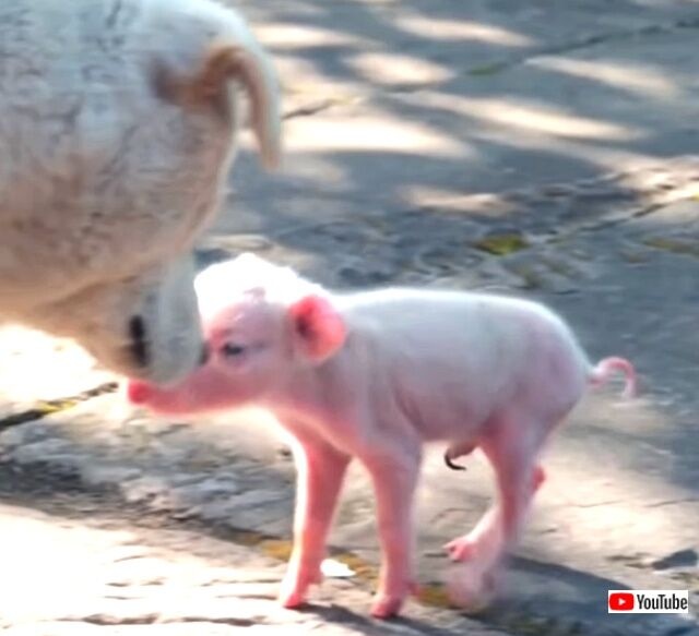 puppiesnpigs3_640