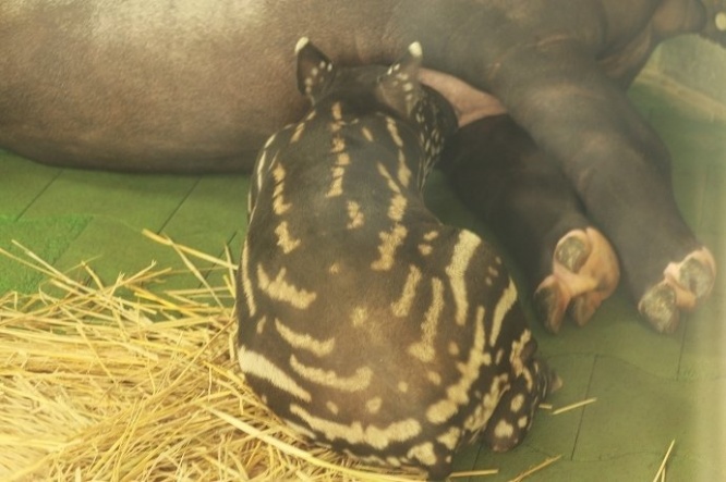 この模様が見られるのは今だけ！