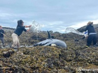 海岸に座礁したシャチを救うため、海水をかけ続ける人々。高潮に乗り自力で海に戻ることに成功（アメリカ）