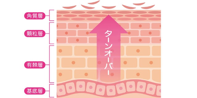 皮膚の構造
