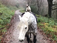 大親友の馬に乗り、仲良く２匹で毎日散歩。猫と馬の友情物語（イギリス）