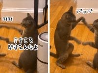 猫の「せっせっせーのよいよいよい」はわりとガチだった