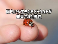 腸内に生きたテントウムシがいた男性。大腸内視鏡検査で発見（腸内虫出演中）