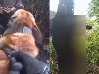 「K9を放つ！」警察犬の鳴きまねでまんまと車泥棒を降伏させたた保安官