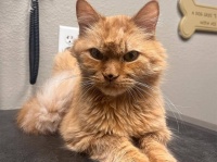 安楽死寸前で、新たな飼い主と巡り合えた16歳の老猫