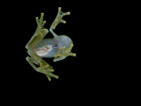 これはすごい！15の動物たちがもつ驚くべき心臓
