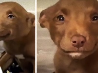 笑顔のまんま。路上をさまよっていた子犬はその屈託のない笑顔で幸せを手に入れた（アメリカ）