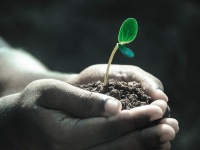 サイレントキラー・・・人間なんていつでも殺れる10種の植物