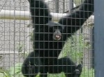 名古屋・東山動植物園にいる「フクロテナガザル」の鳴き声が“◯◯”なんだが…