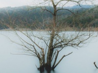 「スケキヨが出てきそう...」 静かな池にぽつんと佇む、寂しげな木の雰囲気が凄い