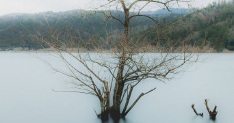 「スケキヨが出てきそう...」 静かな池にぽつんと佇む、寂しげな木の雰囲気が凄い
