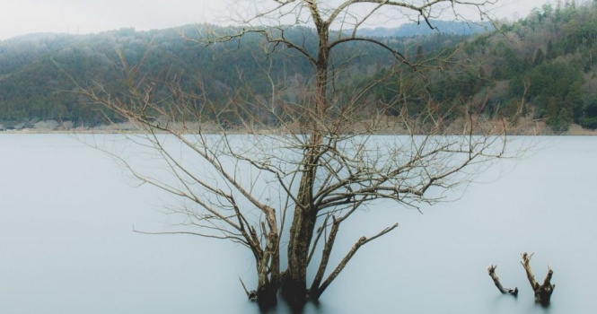「スケキヨが出てきそう...」 静かな池にぽつんと佇む、寂しげな木の雰囲気が凄い