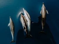 海岸に打ち上げられたイルカの脳にアルツハイマー病の特徴を発見。集団漂着の手がかりに